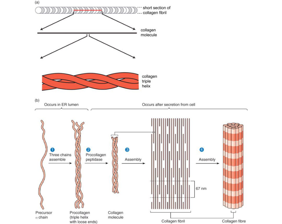 Figure 20.7