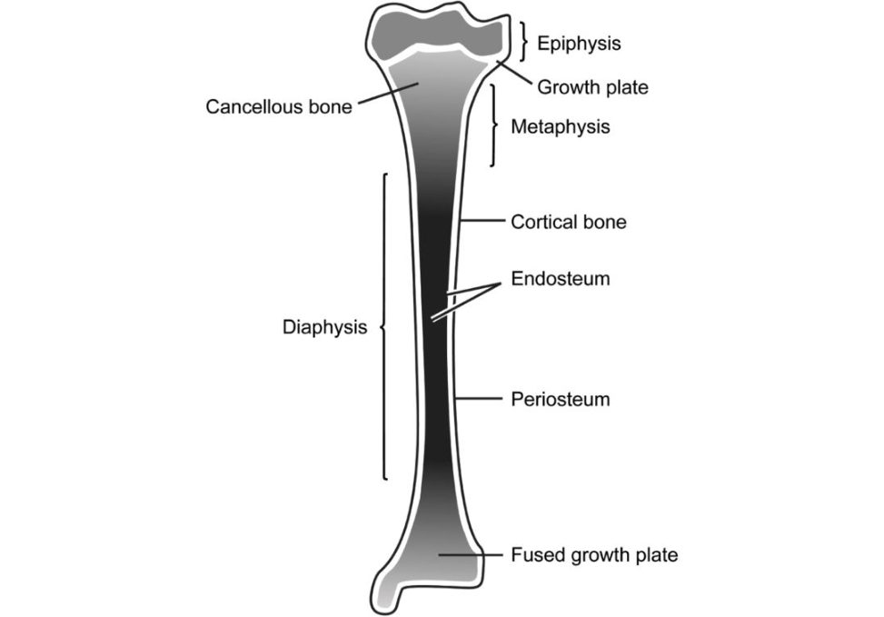 Figure 20.9