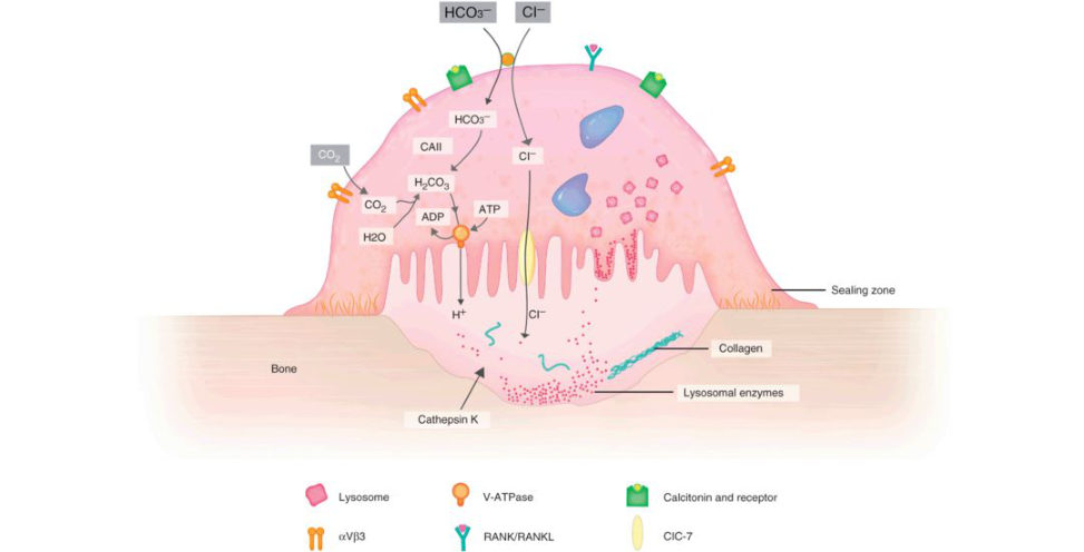 Figure 25.3b
